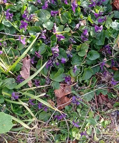 Vecchio Frantoio Villatella