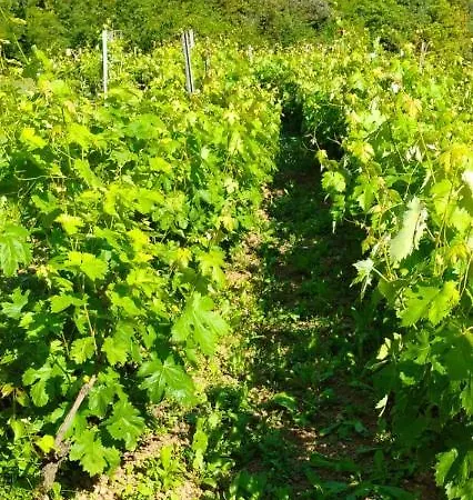 Farm stay Vecchio Frantoio