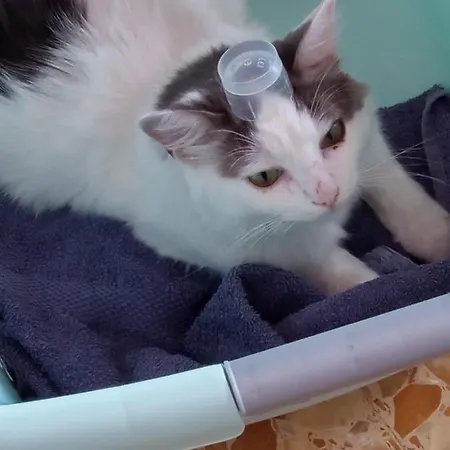 Séjour à la ferme Vecchio Frantoio *