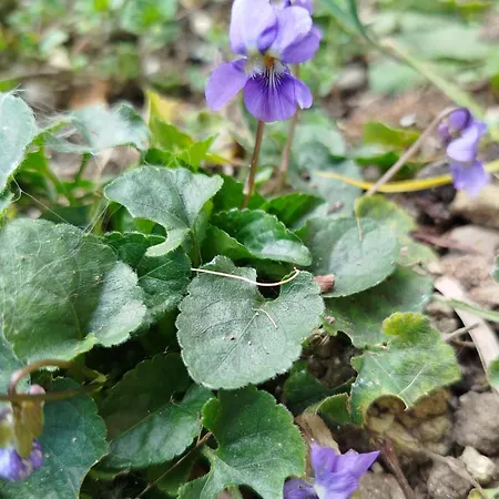 Vecchio Frantoio Villatella