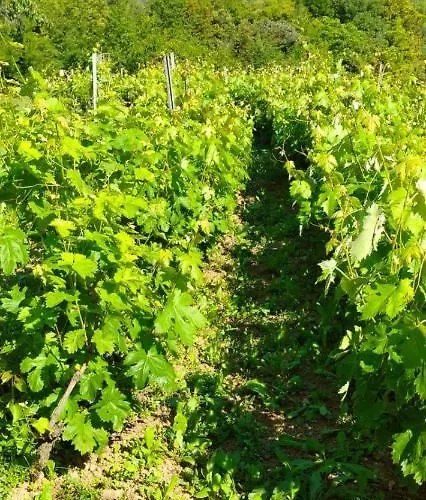 Farmház Vecchio Frantoio