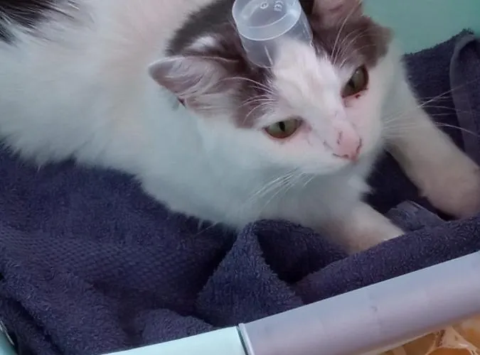 Farmház Vecchio Frantoio *