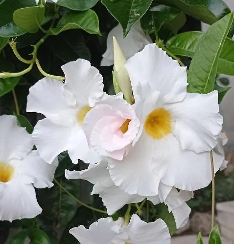 Vecchio Frantoio Villatella