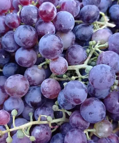 Farmház Vecchio Frantoio *