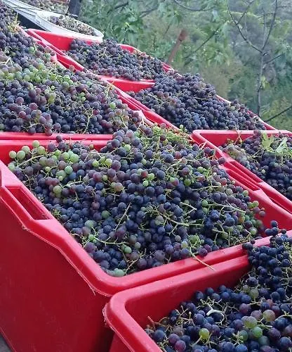 Vecchio Frantoio Villatella