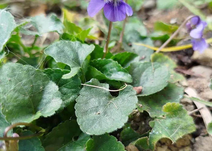 Vecchio Frantoio Villatella